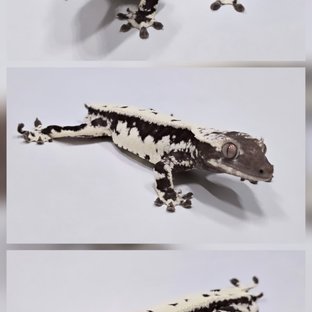 프라푸치노 아잔틱 (부)