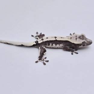 아잔틱