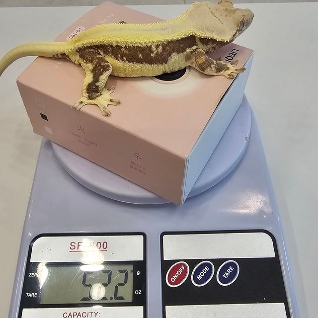 릴리화이트