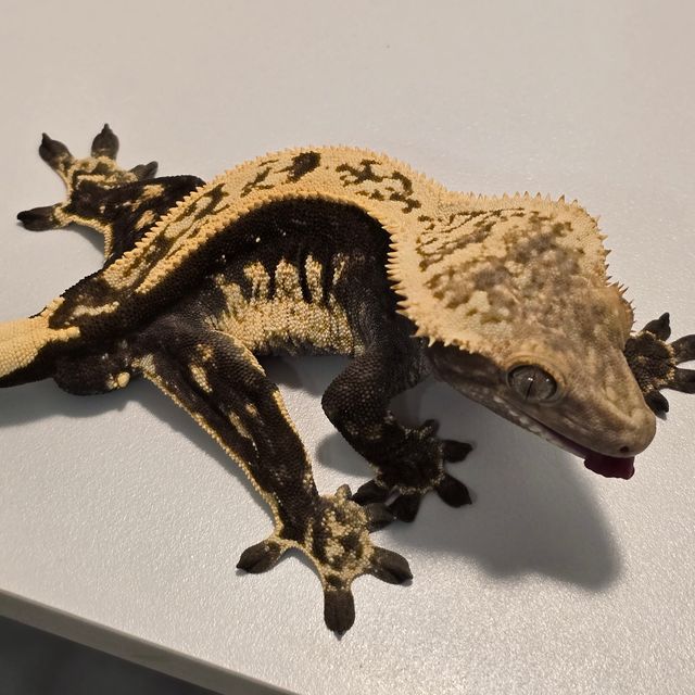 블랙 화이트 레이지
