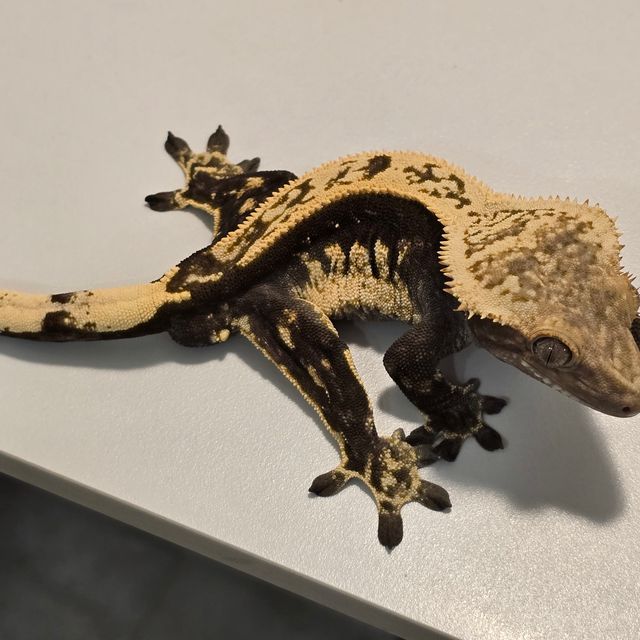블랙 화이트 레이지