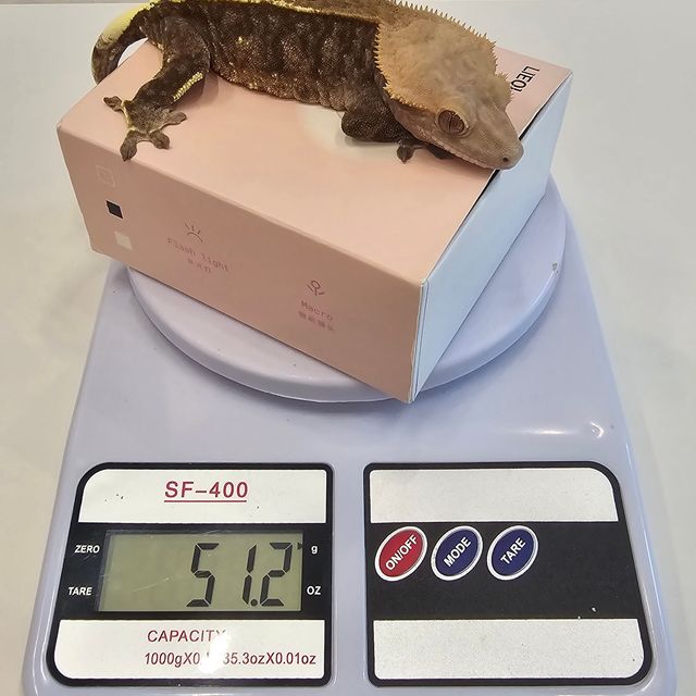 카푸치노 다크