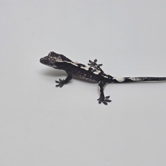 아잔틱 카푸치노