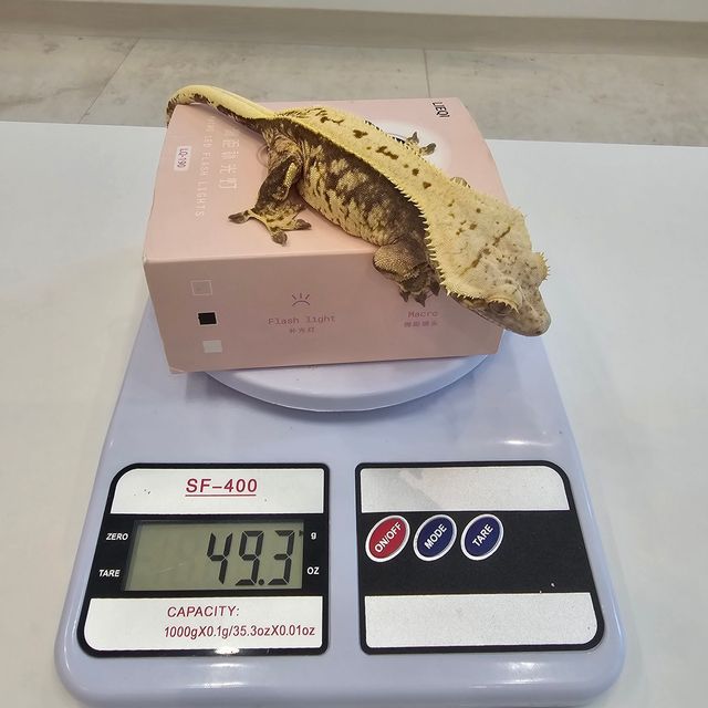 트라이 풀핀