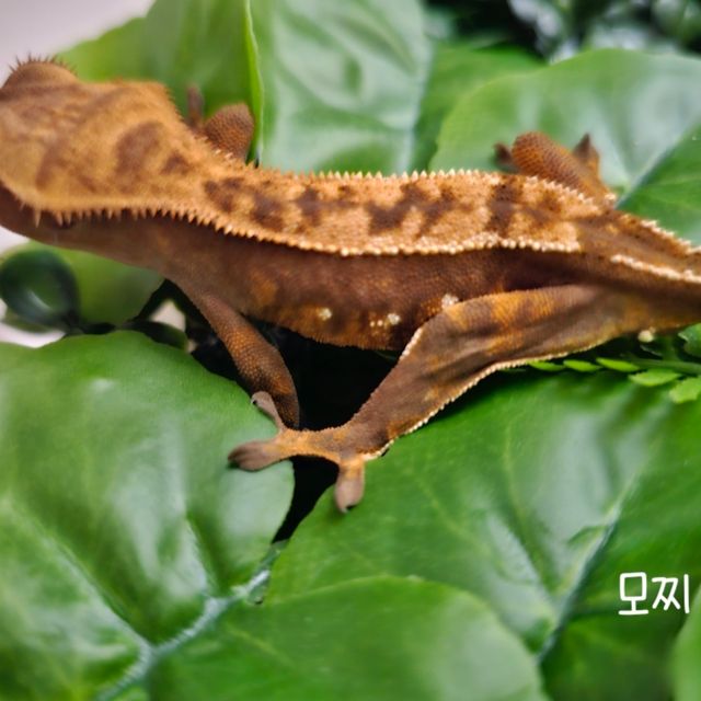 노멀 트라이