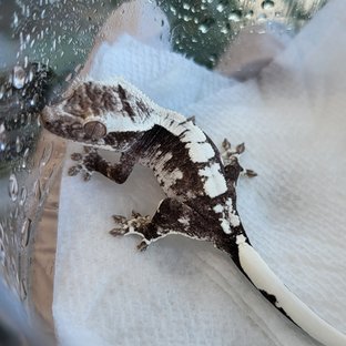 아잔틱