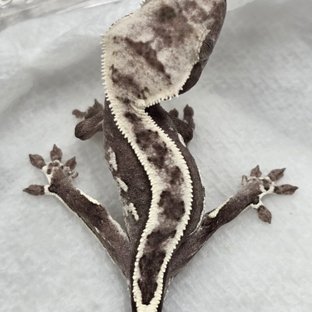 Axanthic