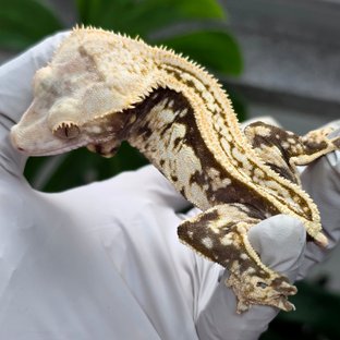 100% Het Axanthic Super Stripe Empty Back