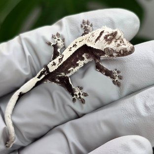 Axanthic