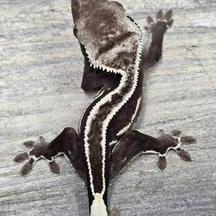 Axanthic Super Stripe Empty Back
