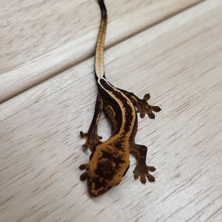 가젤베이비