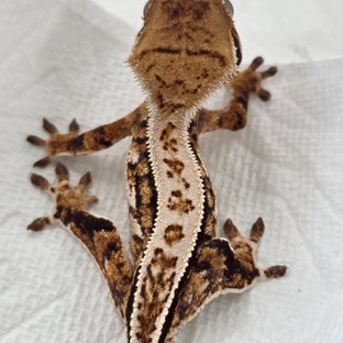 Tri White Pin