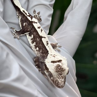 Axanthic