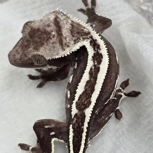 Axanthic