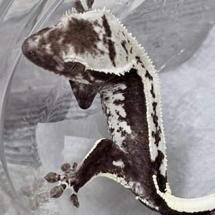 Axanthic