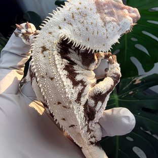 Lilly Axanthic
