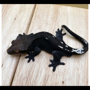 Charcoal Axanthic