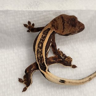 100%헷아잔틱 슈퍼스트라이프 엠티백