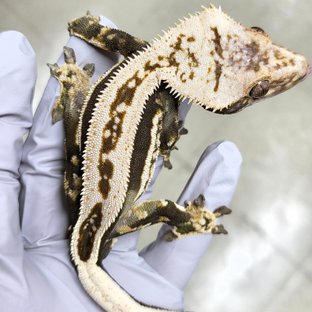 100% Het Axanthic Super Stripe Empty Back