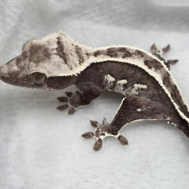 Axanthic