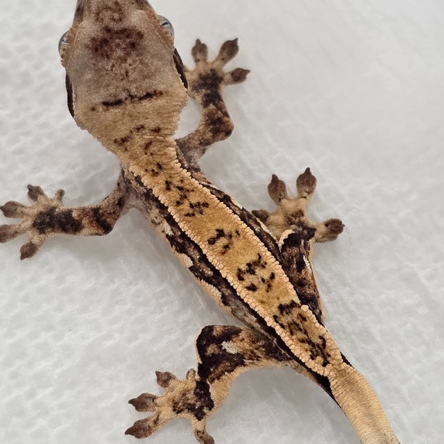 Quad Tri Pinstripe