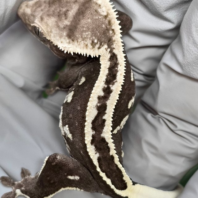 Axanthic Super Stripe Empty Back