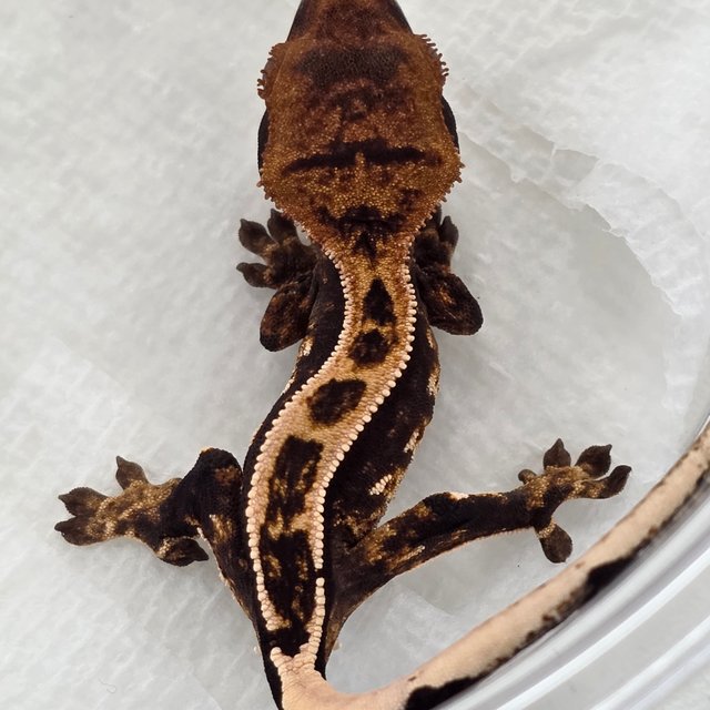 100% Het Axanthic Super Stripe