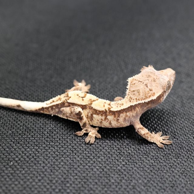 세이블