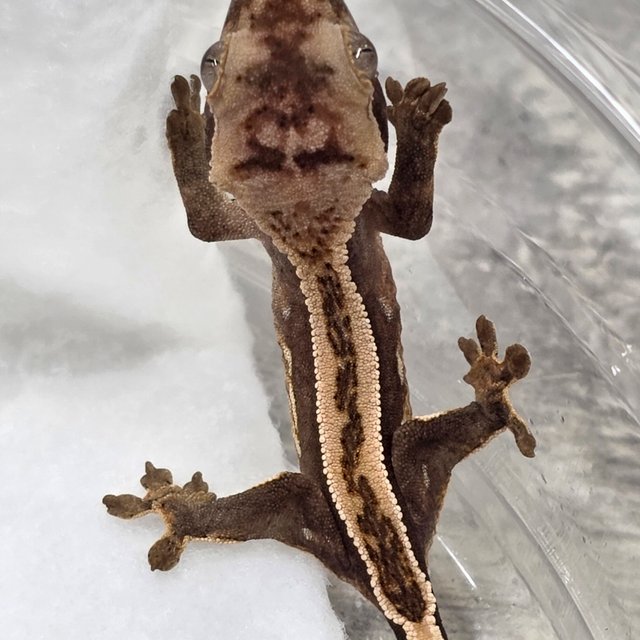 Axanthic