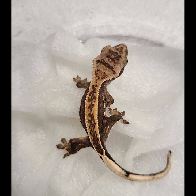 슈퍼스트라이프