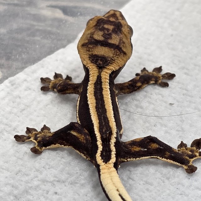 슈퍼스트라이프