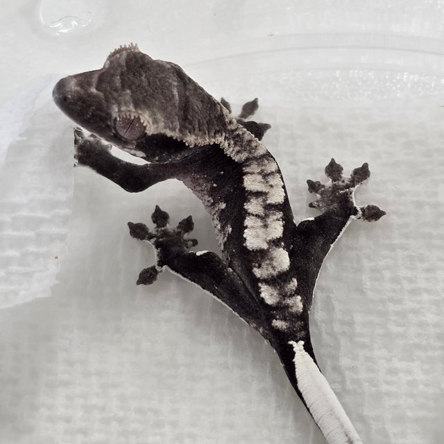 Axanthic
