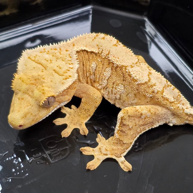 Creamsicle Cream Yellow