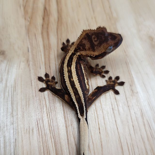 슈퍼스트라이프 엠티백