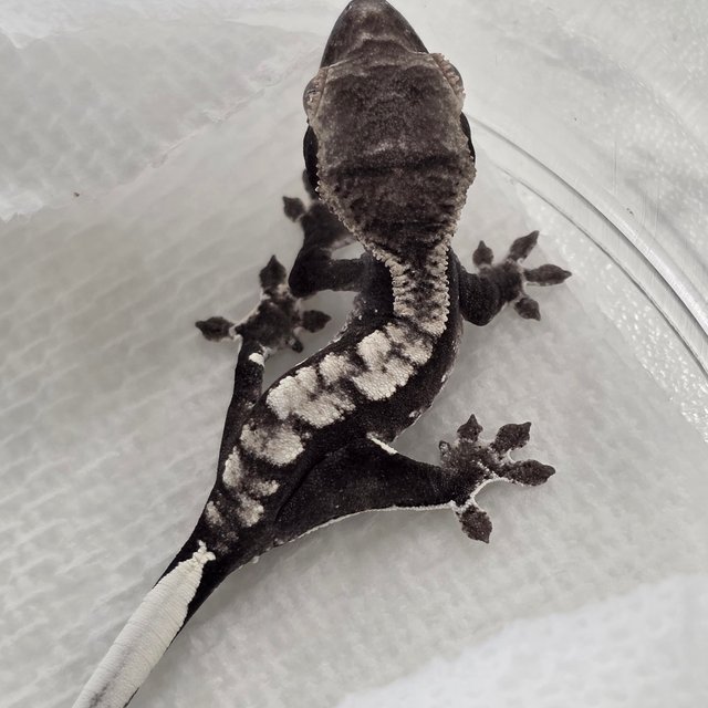 Axanthic