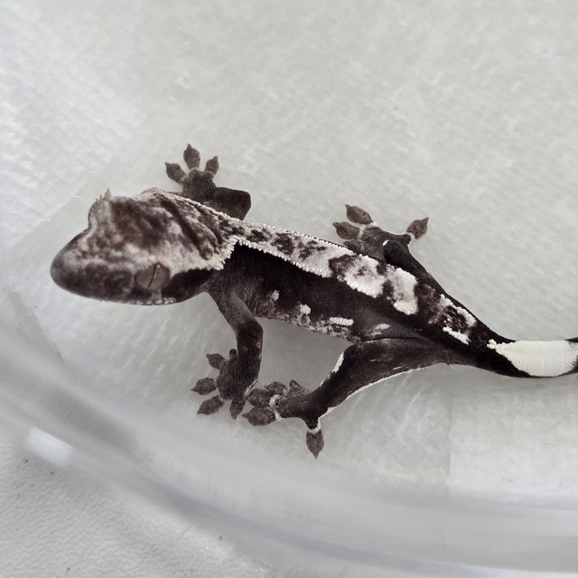 Axanthic