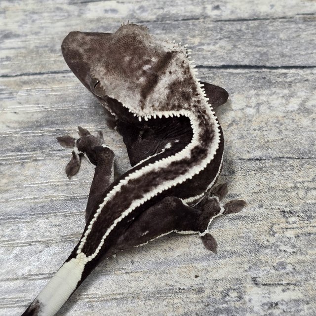 Axanthic Super Stripe Empty Back