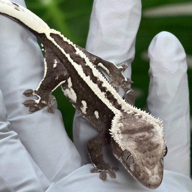 Axanthic Super Stripe Empty Back