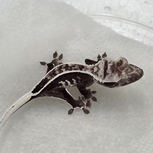 Axanthic