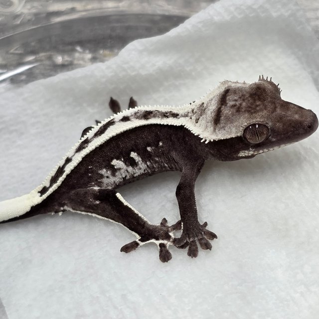 Axanthic