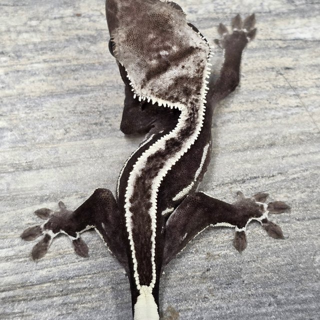 Axanthic Super Stripe Empty Back