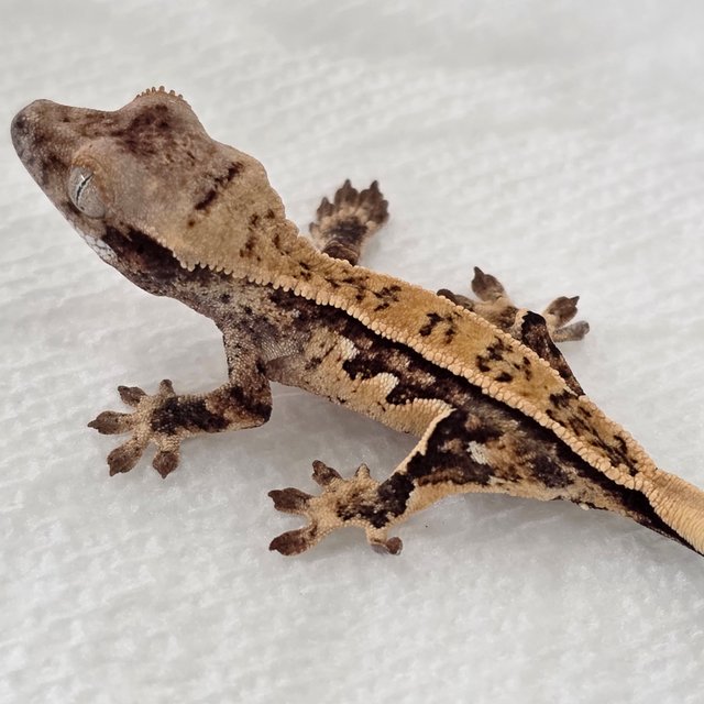 Quad Tri Pinstripe