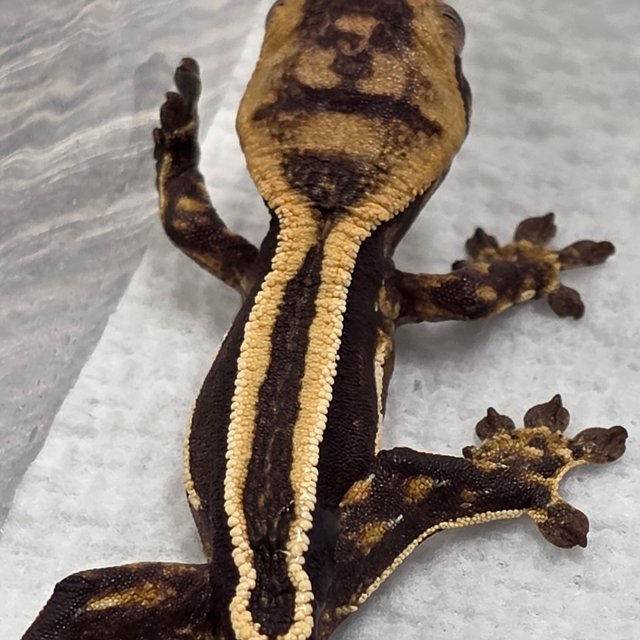 슈퍼스트라이프