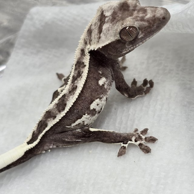 Axanthic