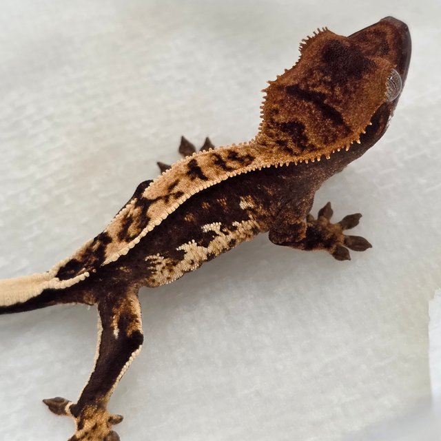 100% Het Axanthic
