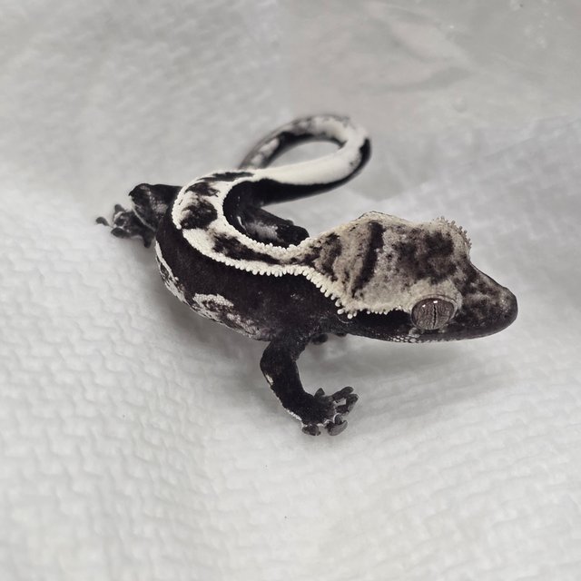 Axanthic
