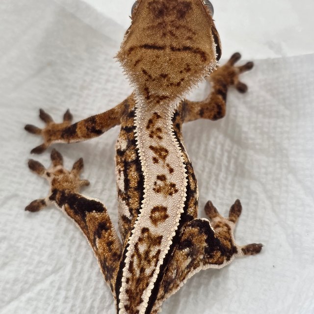Tri White Pin