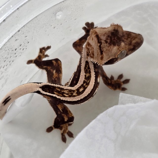 Super Stripe 100% Het Axanthic Empty Back