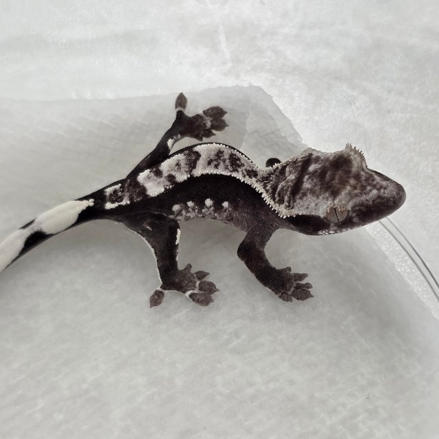 Axanthic