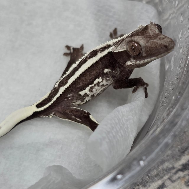 Axanthic